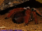 Megaphobema robustum